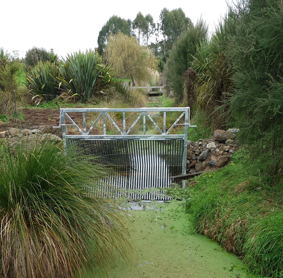 Koi Carp Barrier at Lake Ruatuna