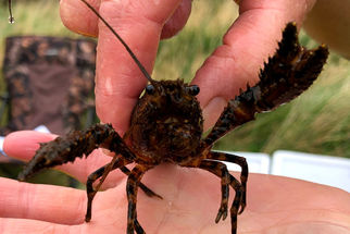 Waituna creek restoration fish survey results 2021