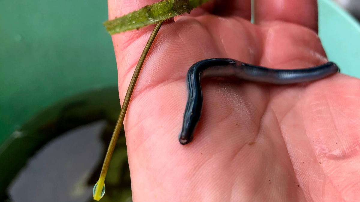 Lamprey