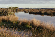 Peat lakes within the Waituna lagoon