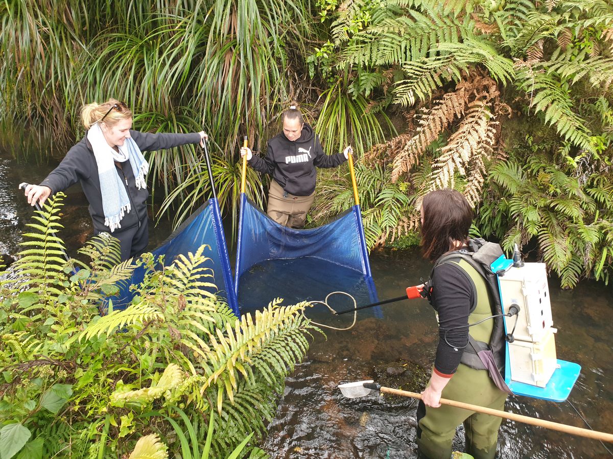 Electrofishing in the Wairua
