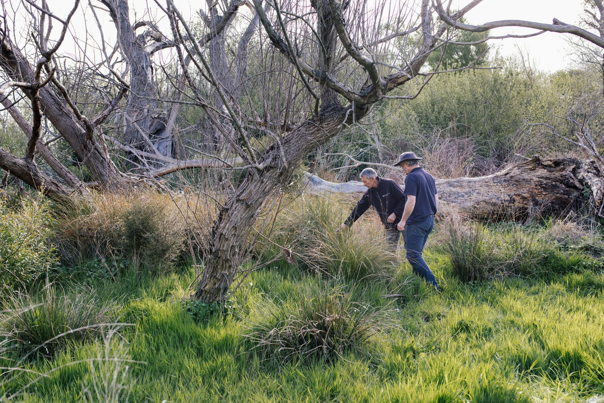 Investigating plants at Yarrs Lagoon
