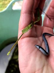 Lamprey in Waituna Creek