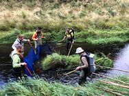 Fish survey