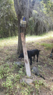 Trap with possums and dog