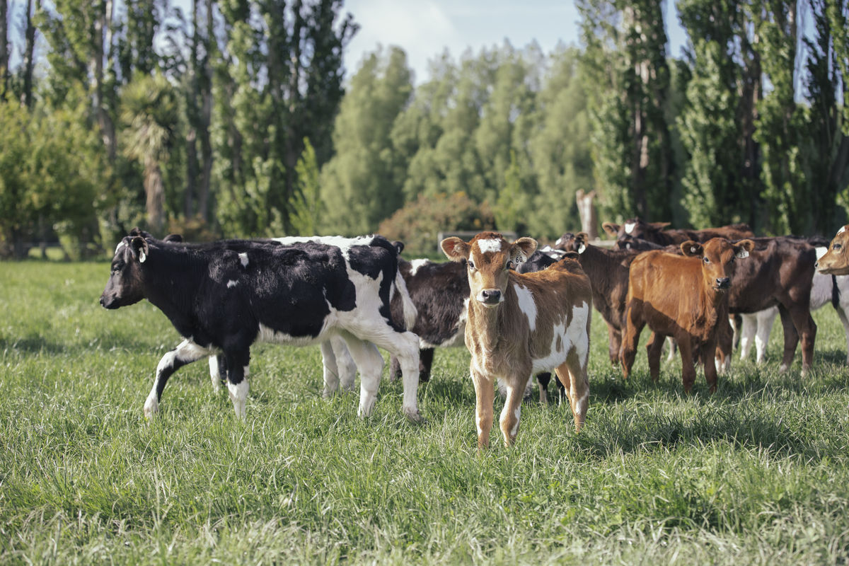 Calves on farm Te Waihora
