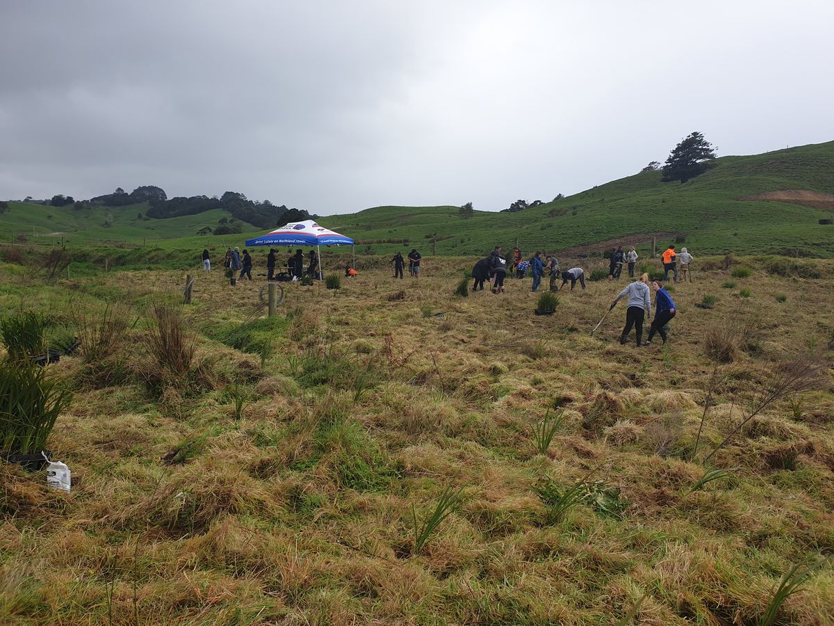 Wairua on farm planting