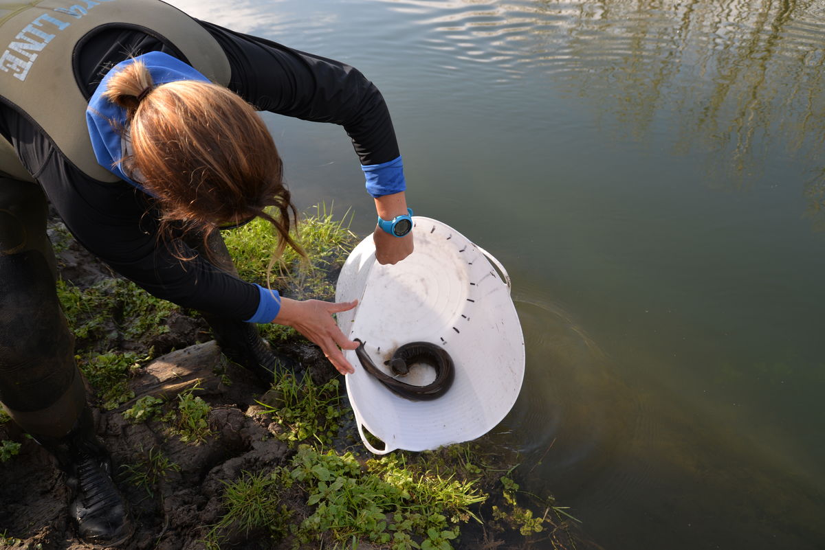 Tuna being measured and released