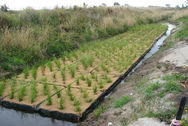 Floating wetlands - just installed