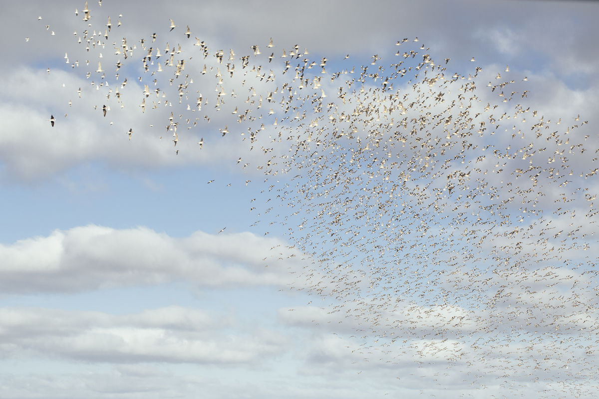 Birds in flight Pukorokoro Miranda