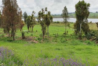 Ngāti Apakura: consultation and Pā Harakeke