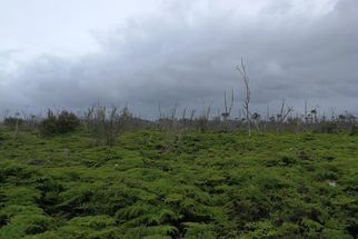 Otakairangi Wetland Baseline Information Project