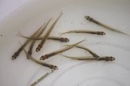 The Whitebait Connection