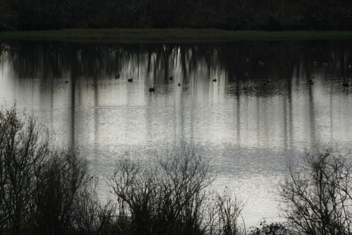 wildlife habitat pic