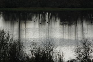 Wildlife habitat restoration