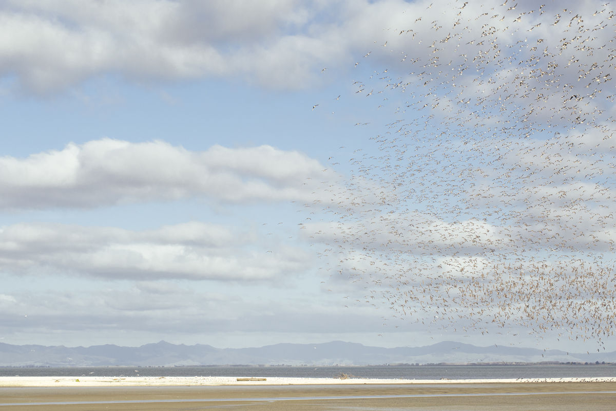 Pukorokoro birds in flight