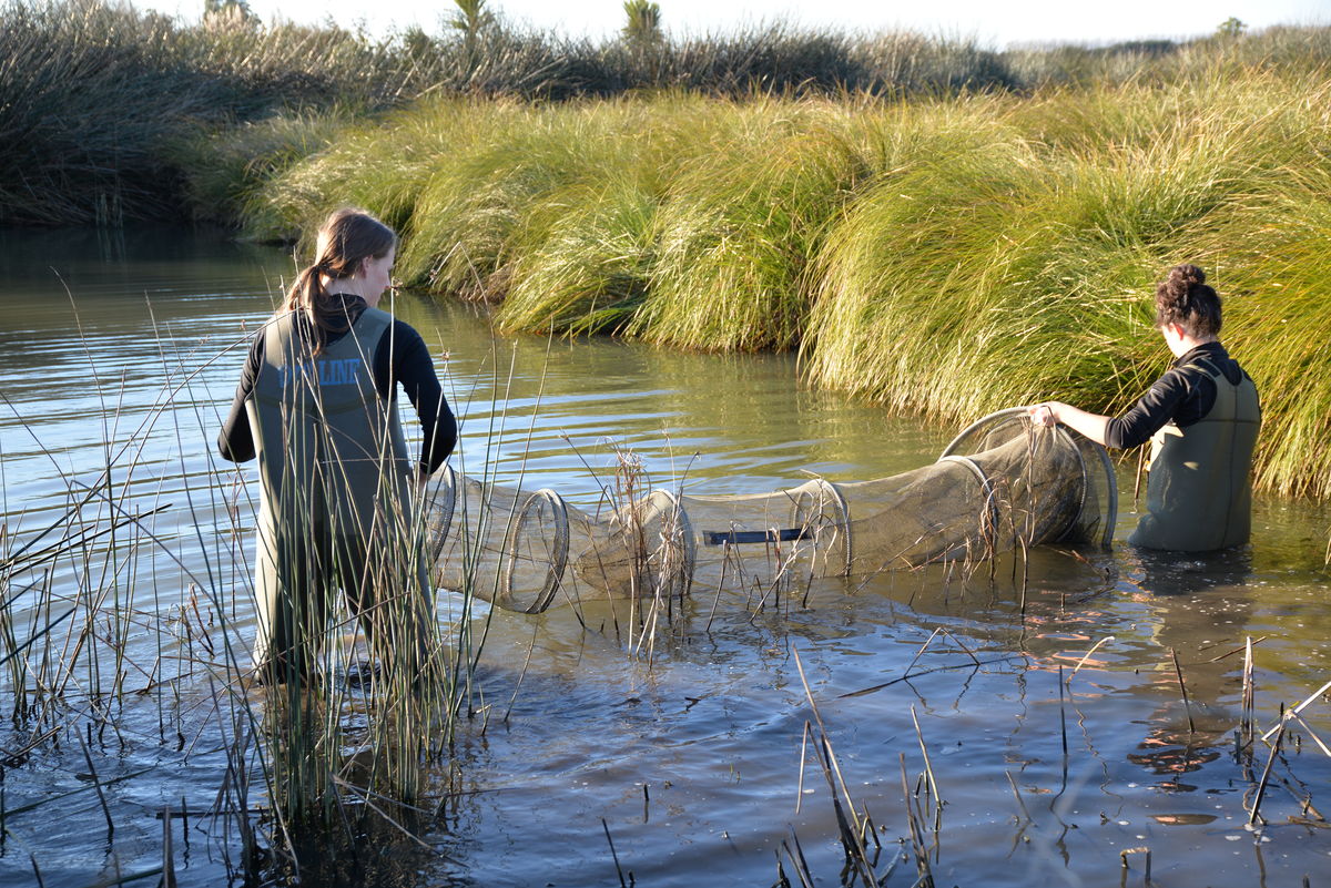 Fyke net in water