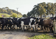 Cows crossing road