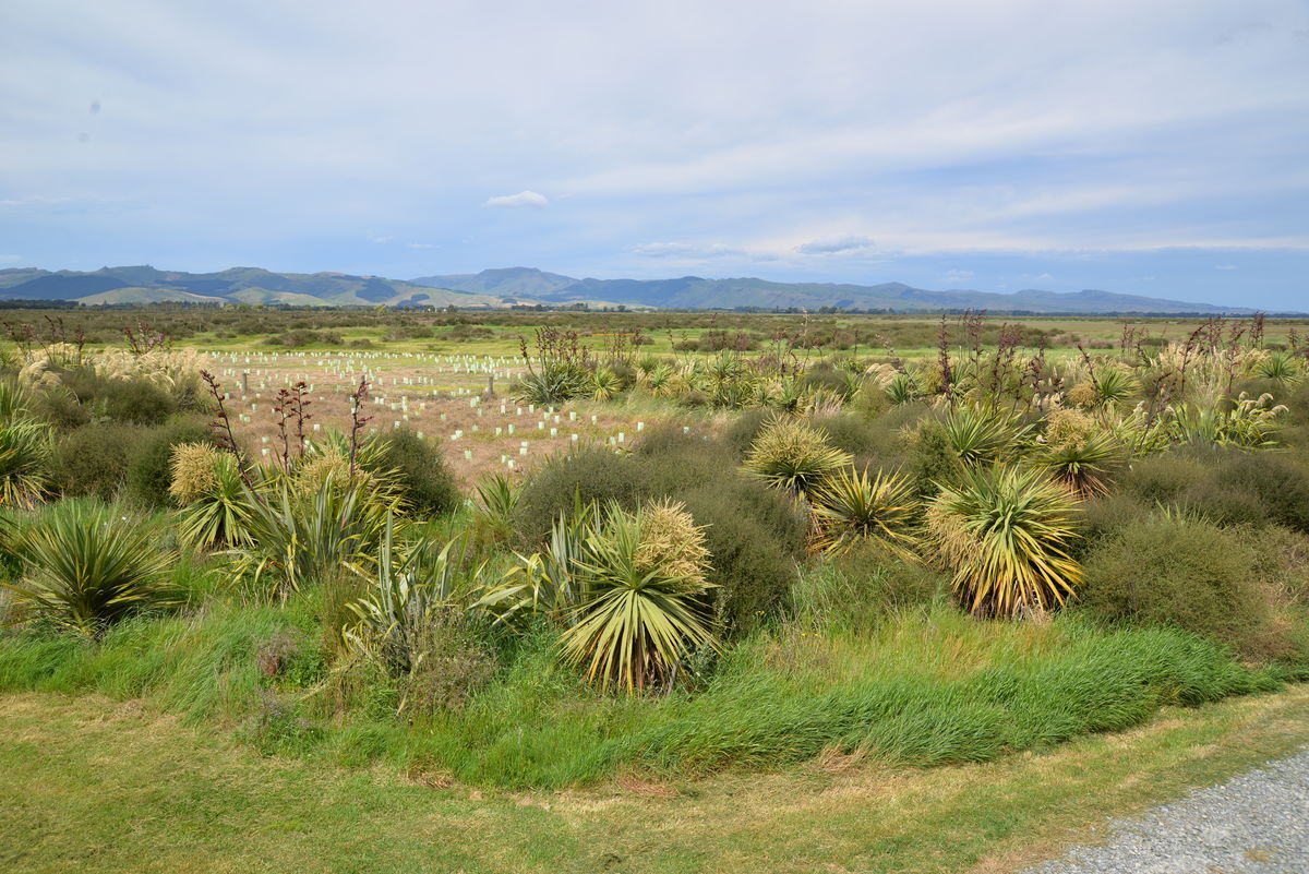 Native planting at Yarrs Flat