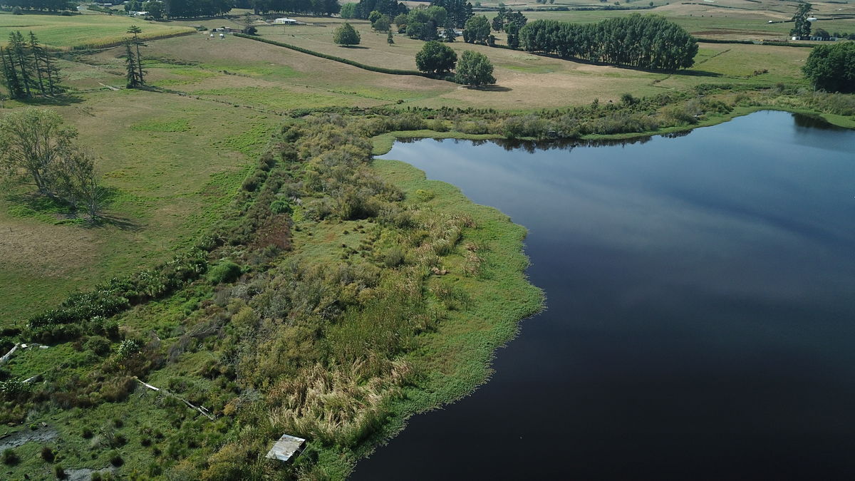 Lake Ruatuna before Ludwigia control