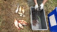 Pest Fish survey December 2018