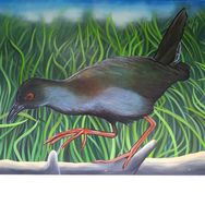 The Spotless crake or pūweto