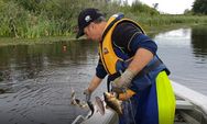 Pest fishing Ruatuna 2018