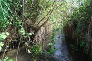 willow etc