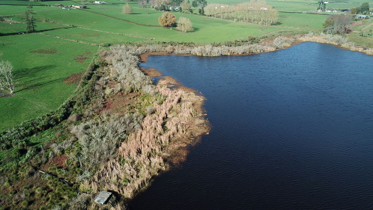 Lake Ruatuna after the Ludwigia control