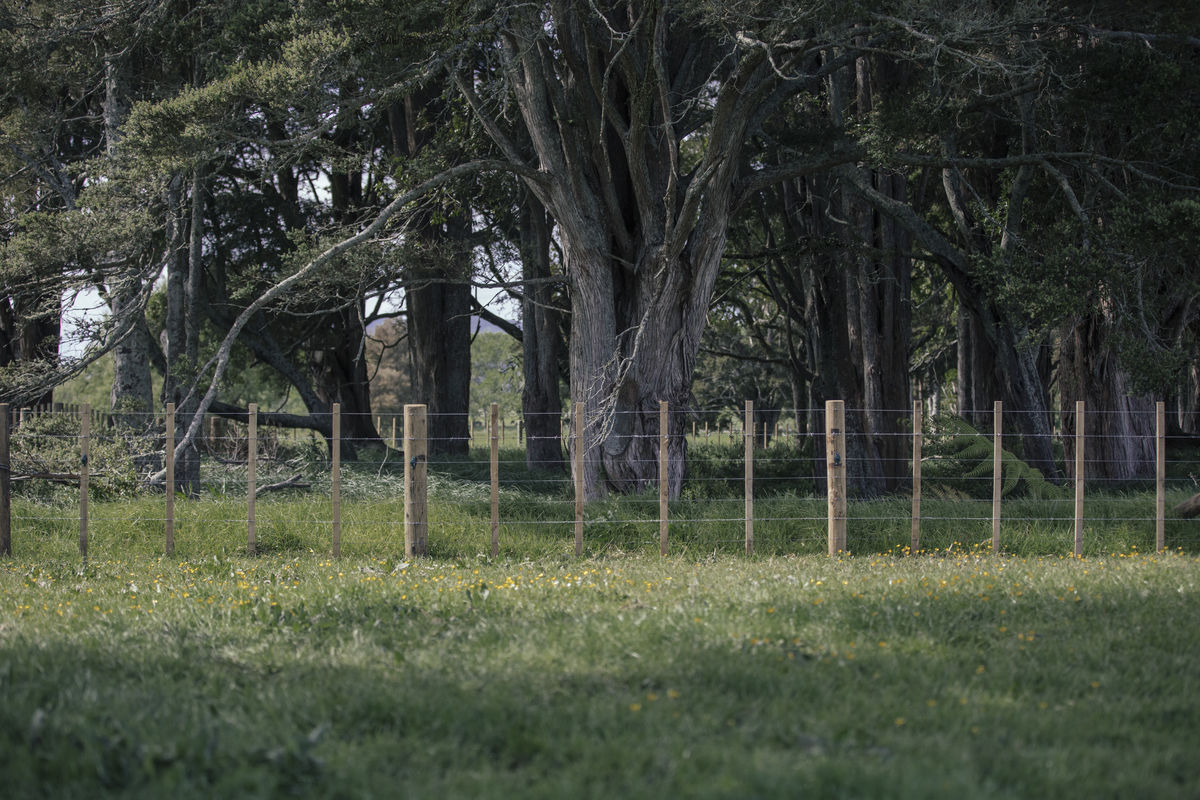Fenced forest on Vuglar farm