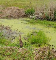 Bittern
