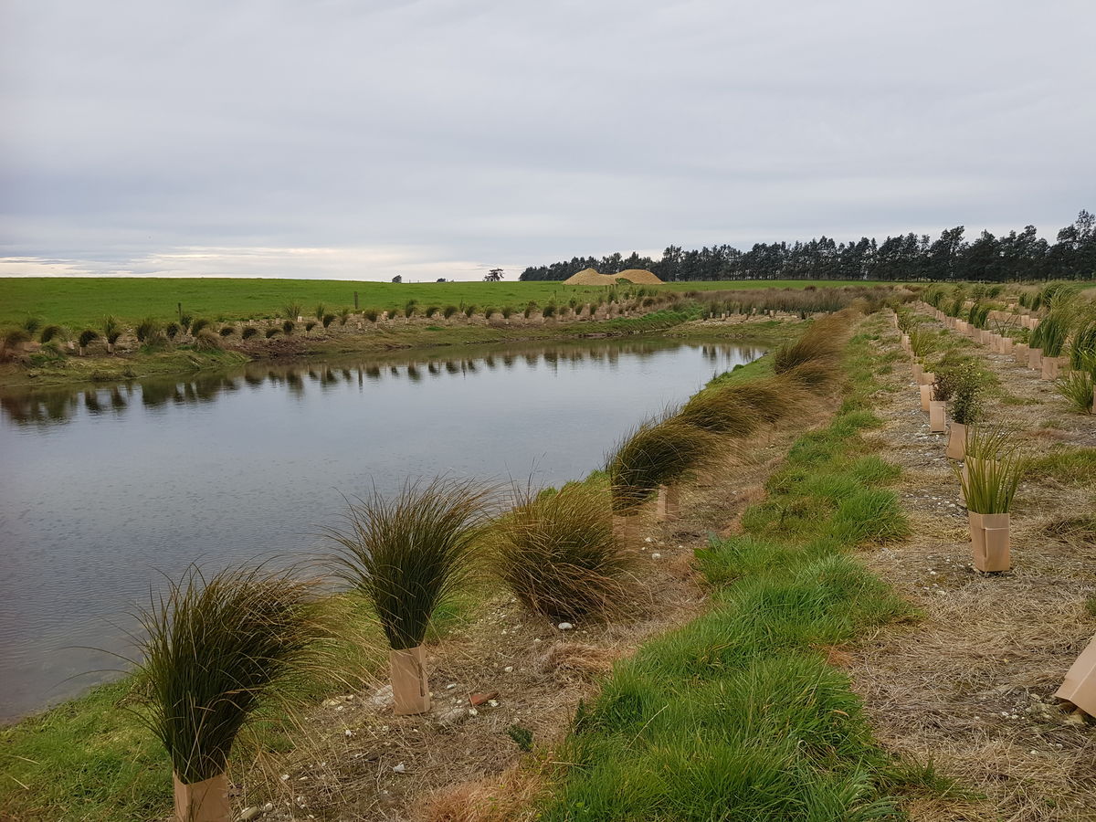 WAituna Creek Plantings