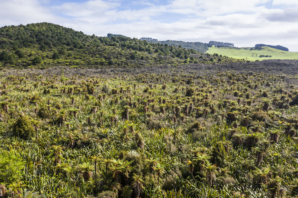 Wetlands in Wairua