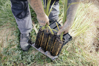 Planting Biodiversity Corridors