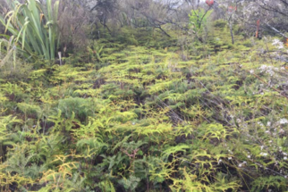 Measuring the degradation and recovery of a drained wetland remnant