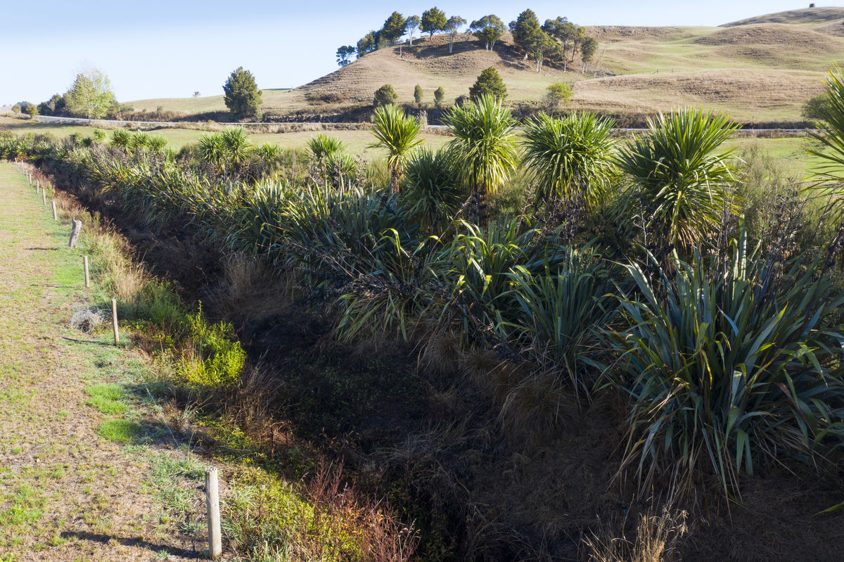 Riparian planting Wairua