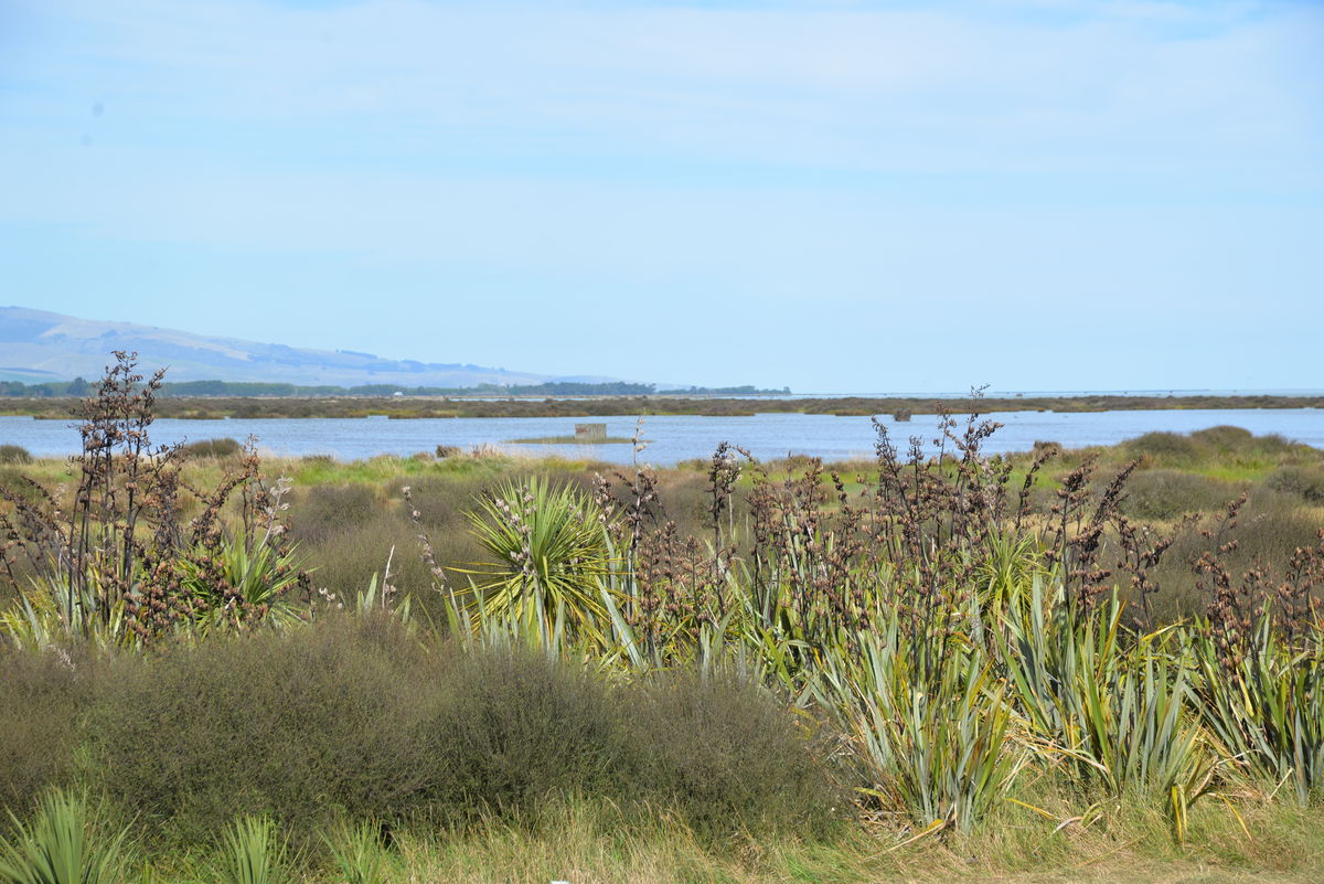 Yarrs Flat planting and lake