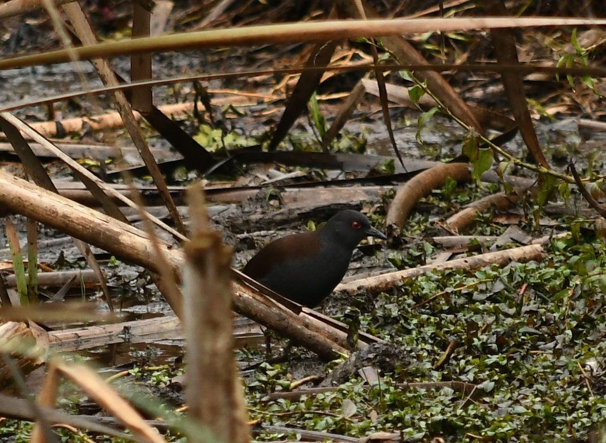 Puweto at Lake Ruatuna