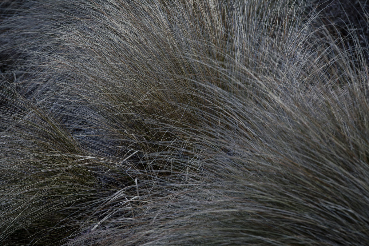 Carex