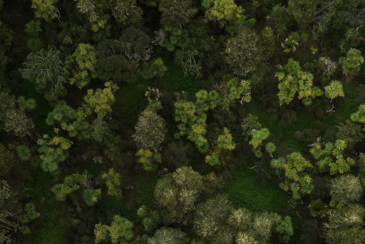 Native forest from above
