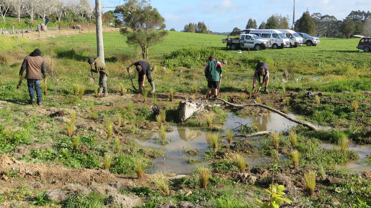 Planting a low cost wetland