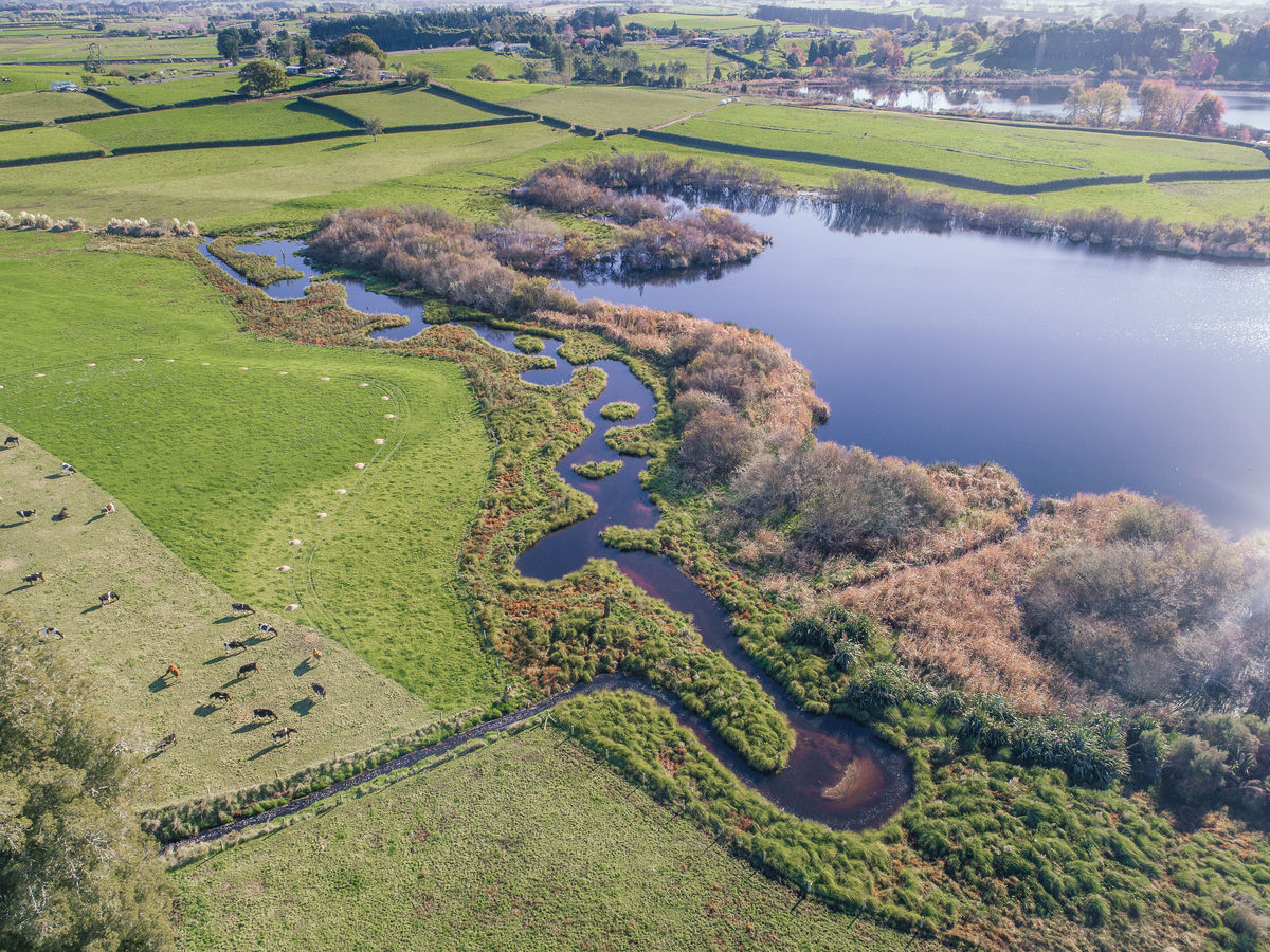 Sediment traps from above with cows nearby