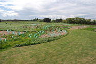 Planting at Yarrs Flat