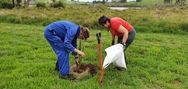 Harakeke planting November 2020