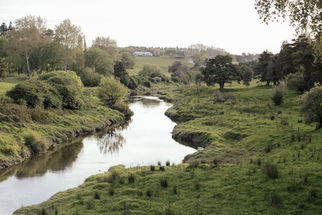 The Whitebait Connection