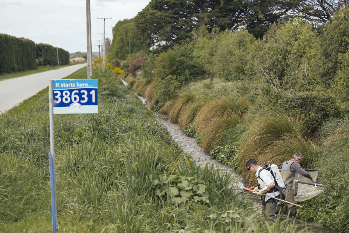 Powells Road with Fonterra flag