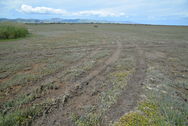 Yarrs Flat off-road vehicle tracks