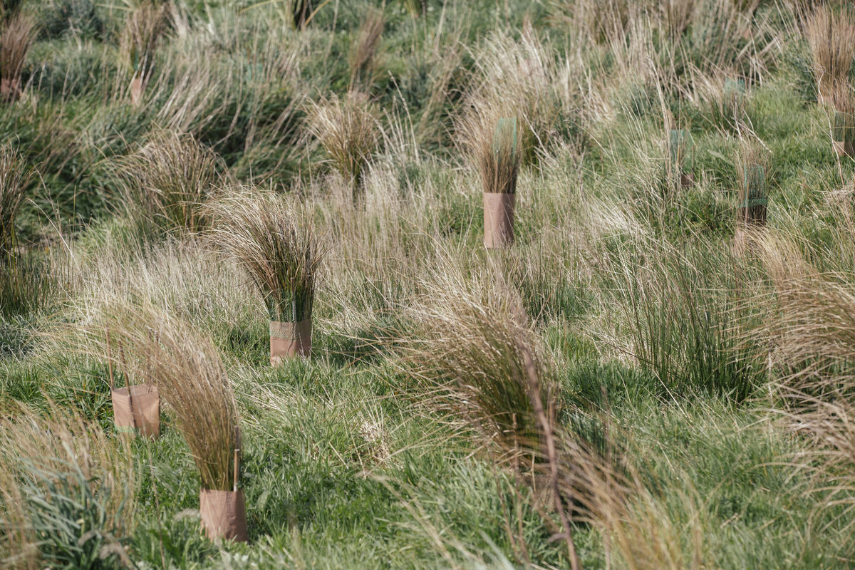 New plantings Waituna