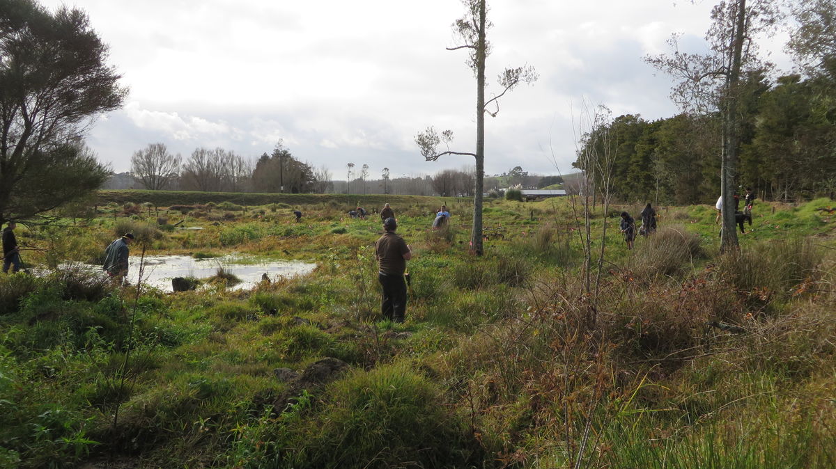 Low cost wetland 1 year on