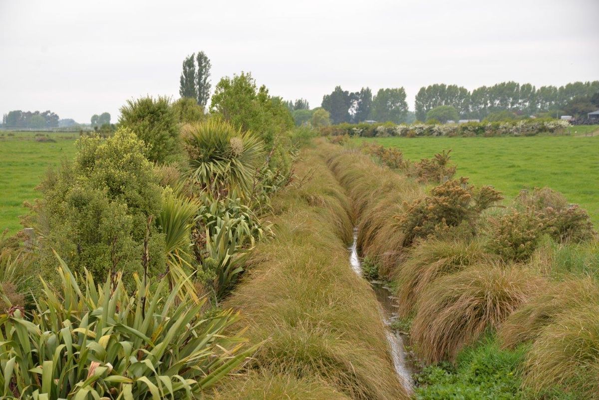 A planted and re-battered stream in Ararira